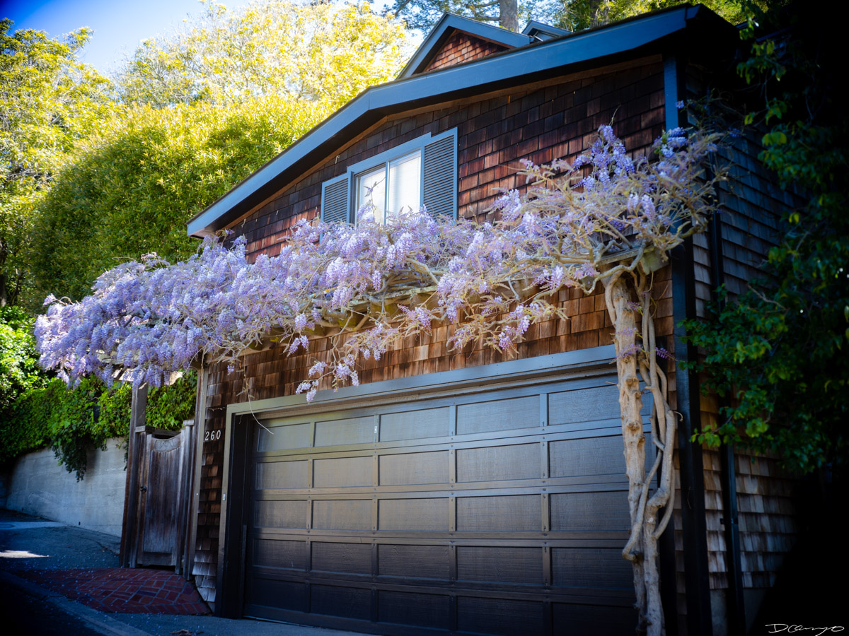 Pretty things that I wanted to take pictures of around Berkeley in 2023.